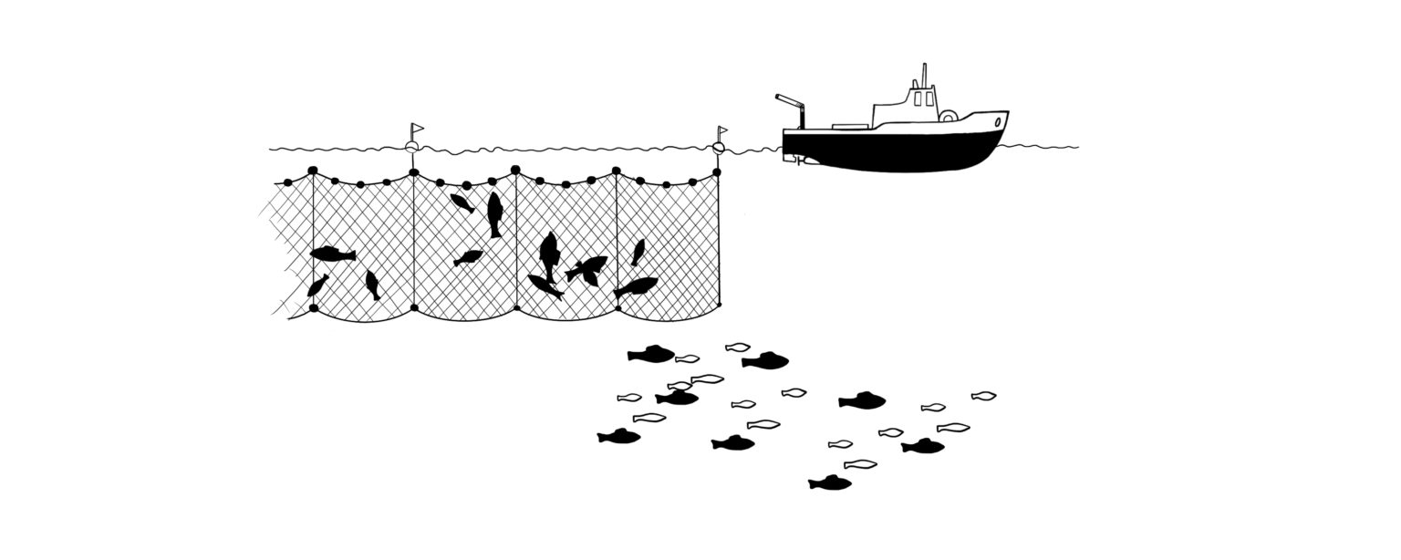 ✓️ Fishing Nets and their Types - Cast Line, Trawl, etc.