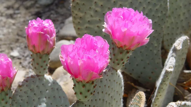 การดูแลรักษา Oputia Cactus
