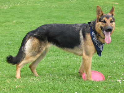 800px-German_Shepherd_Dog_with_disc.jpg