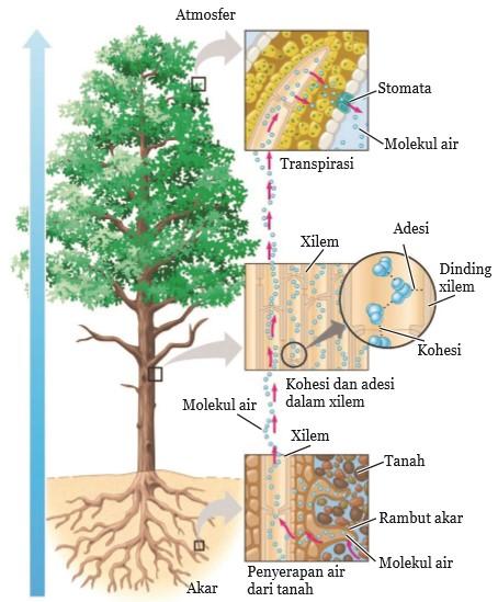 pengangkutan air dari akar menuju daun