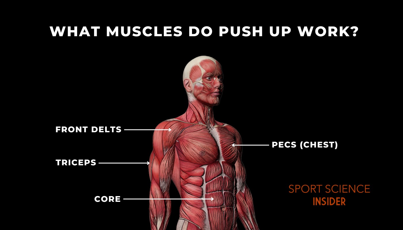 What Muscles Do Push-Ups Work?
