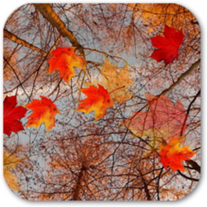 Autumn Maple Live Wallpaper apk Download