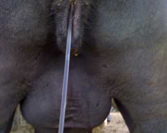 Búfala en estro con descarga de moco cervico vaginal.