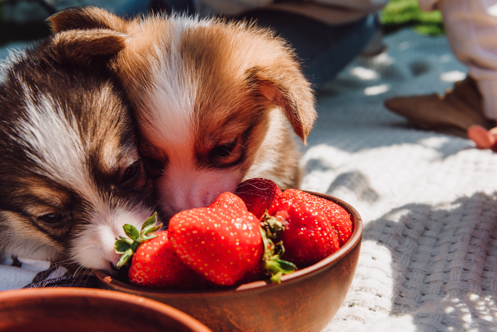 Puppies eating strawberries together from bowl during picnic at sunny day
