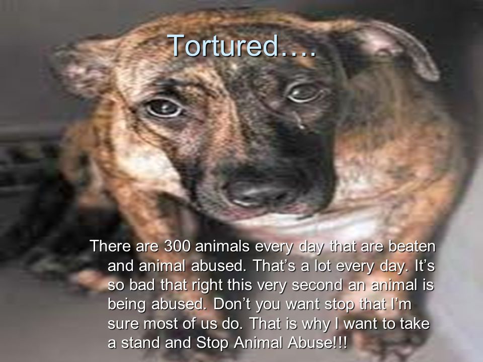 Image result for what kind of animals are abused