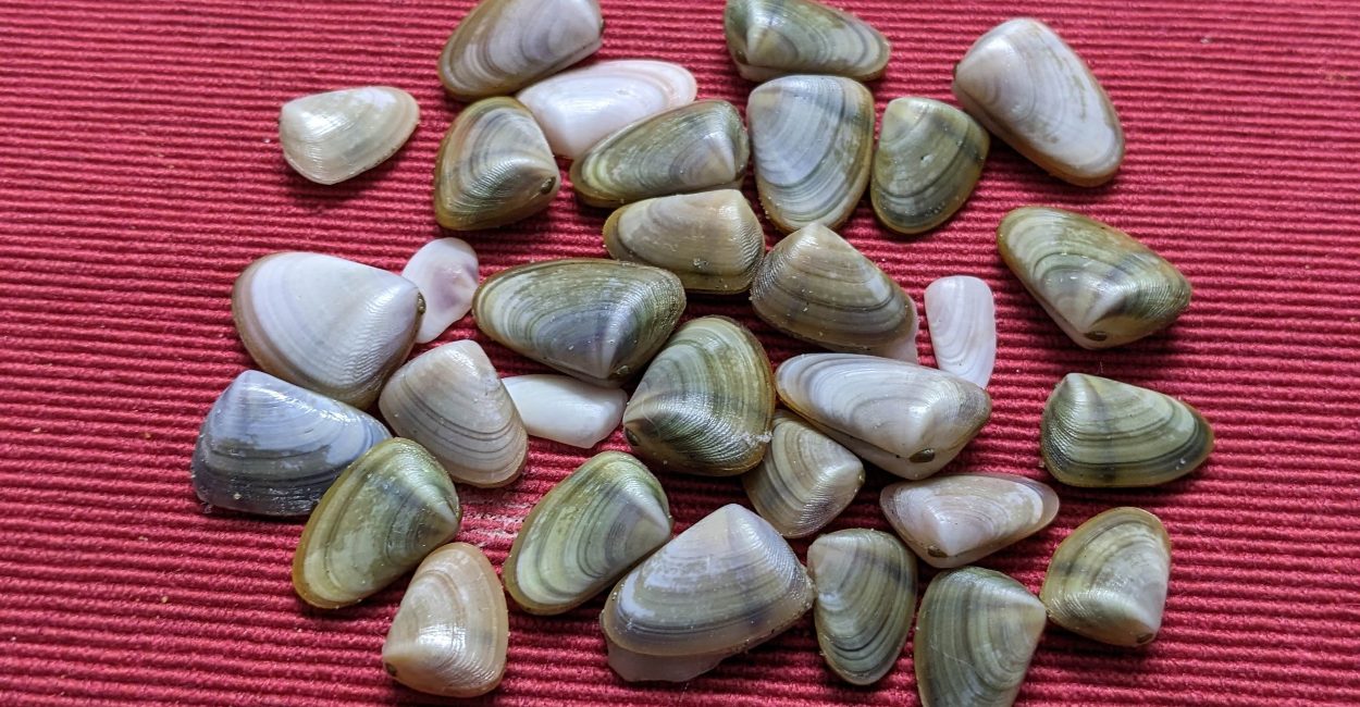 Clams on a mat in Gearhart