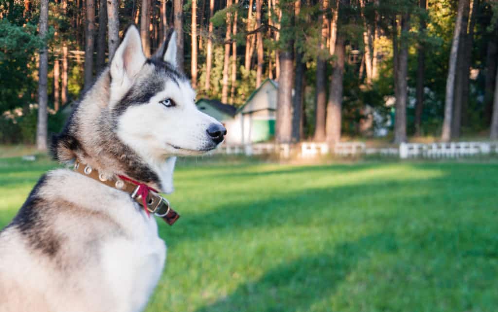 husky sentado