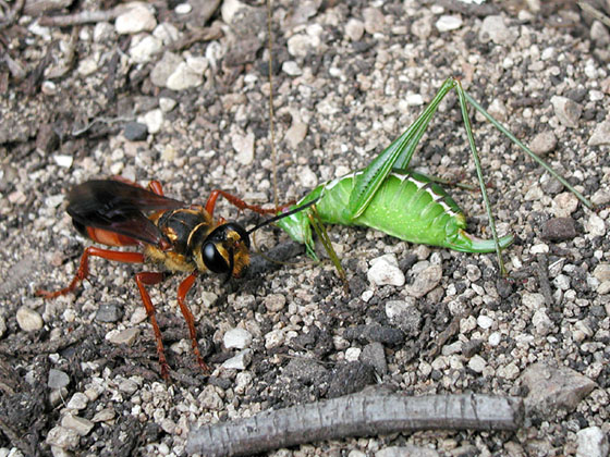 Katydid (Dichopetala?) falls victim to a Great Golden Digger Wasp - Sphex ichneumoneus