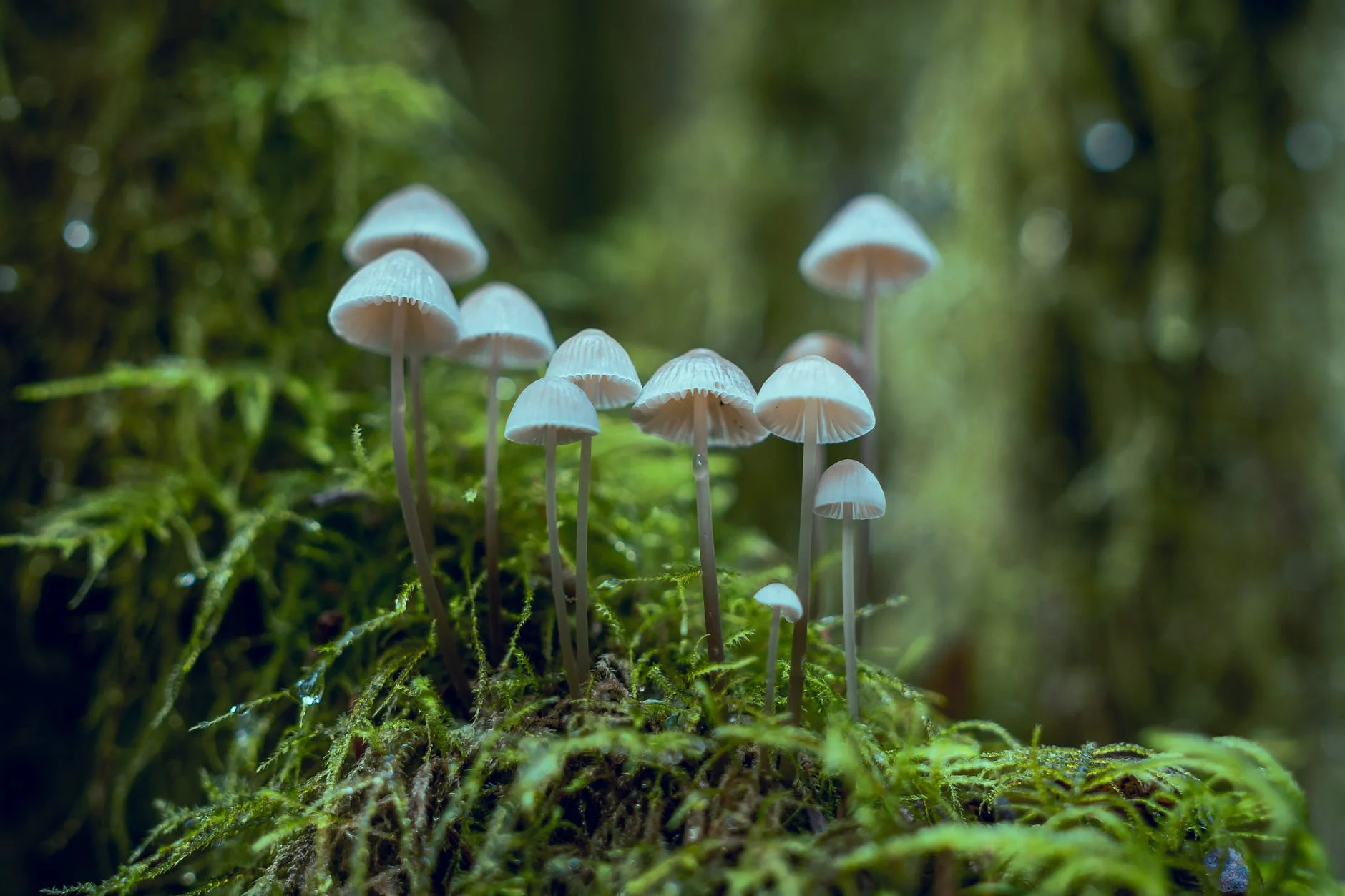 A picture containing tree, fungus, outdoor

Description automatically generated