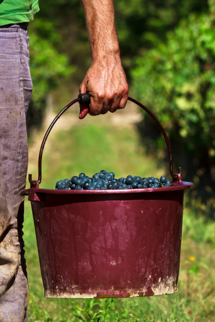 blueberries in a bucket.jpg