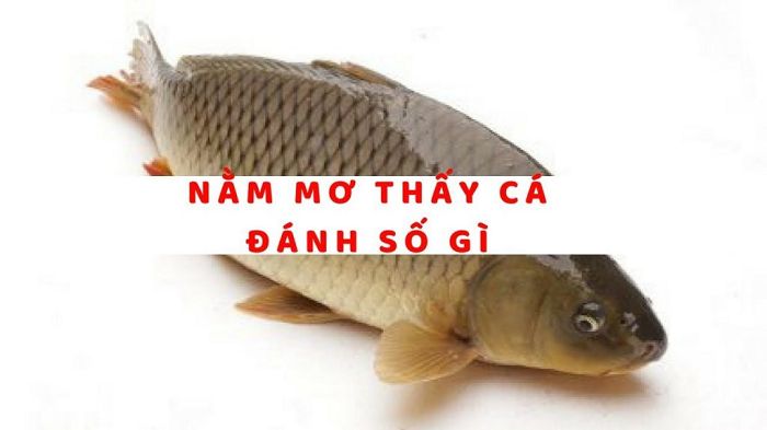 Nằm mơ thấy cá đánh con gì thì hiệu quả