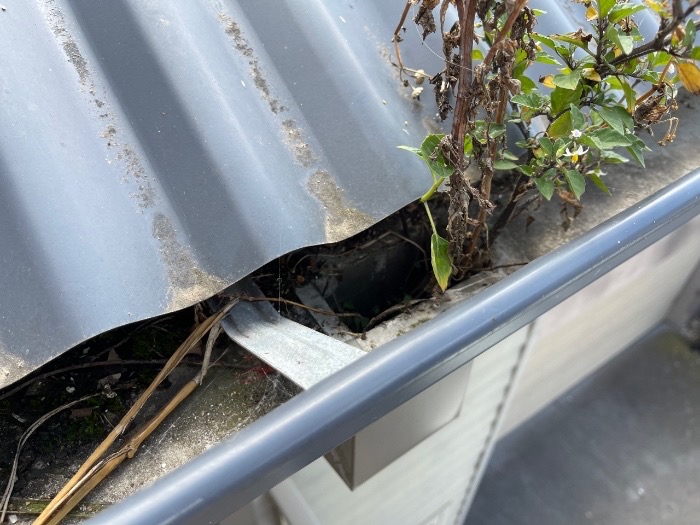 Weeds can clog gutters