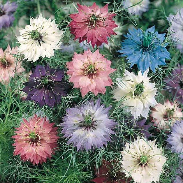 Persian Jewels Mix love in a mist blossoms in a variety of colors.