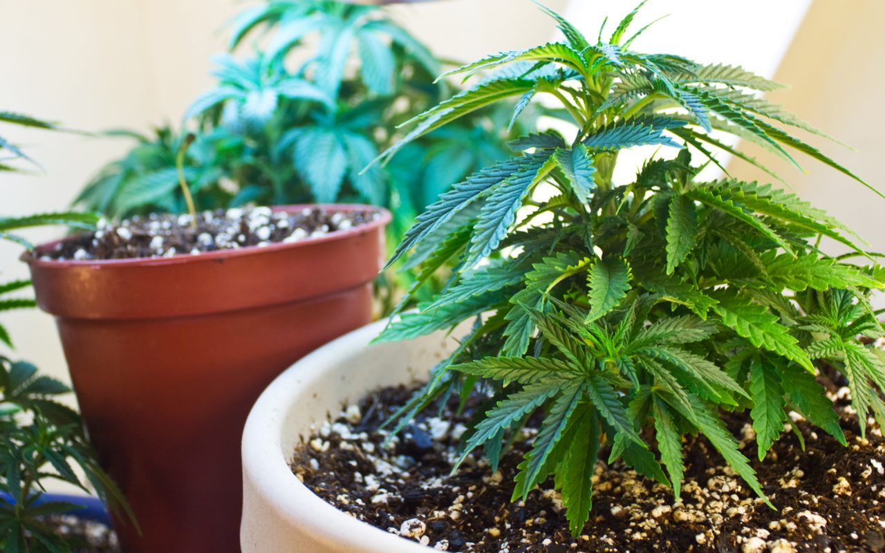 как выращивать семена марихуаны