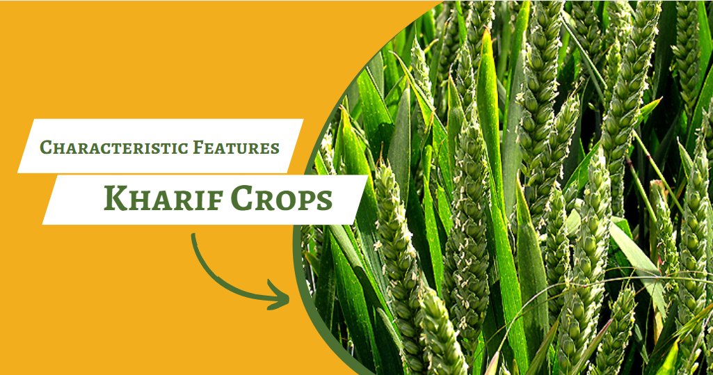 What Are The Characteristic Features Of Kharif Crops?