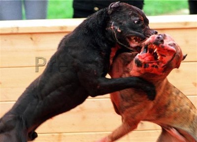 vick-dogfighting.jpg