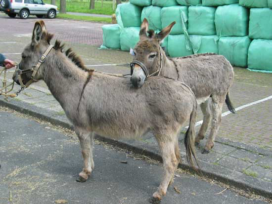 Mediterranean miniature donkeys in the Netherlands.