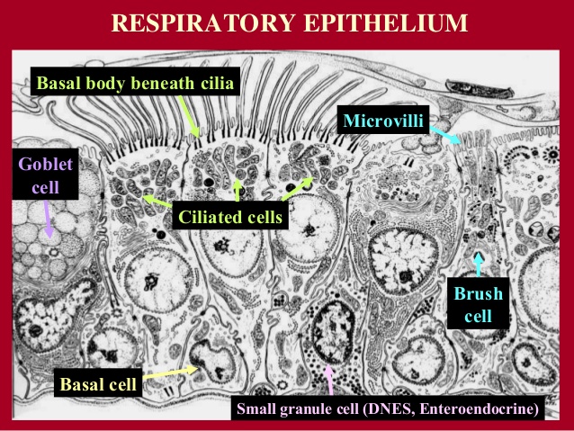 Image result for airway epithelium basal cells