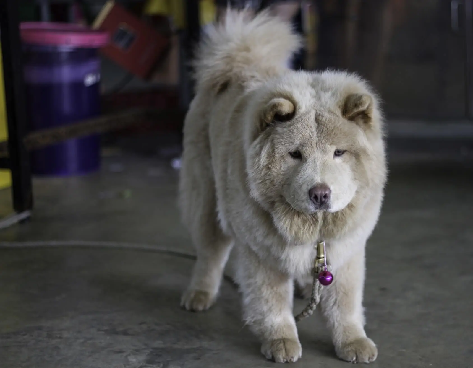 Chow Chow Husky - Everything you need to know