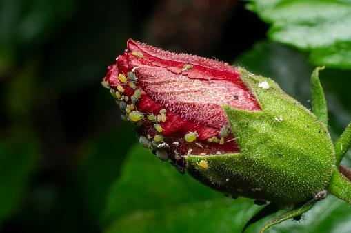 How to get rid of Aphids on Roses naturally? (Best Tried Methods)
