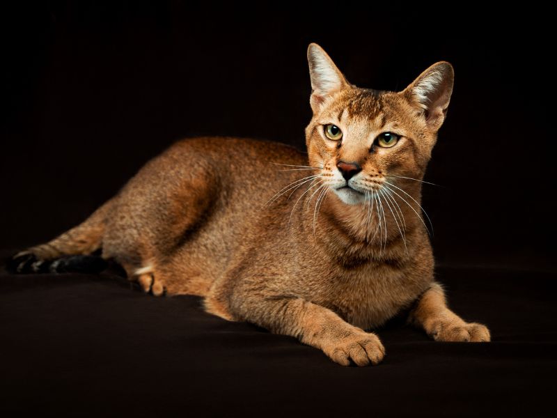 Chausie-Cat-Care-Requirements
