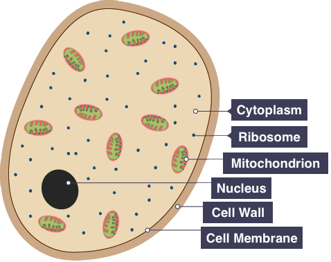 yeast cell diagram gcse