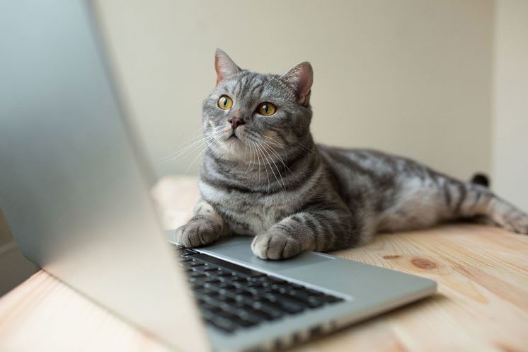 Relaxed cat in front of laptop