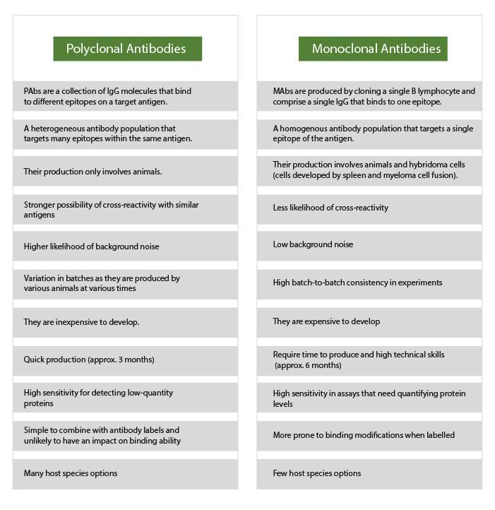 Difference between Monoclonal and Polyclonal antibodies