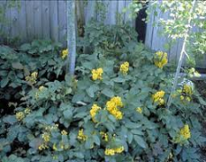 mahonia repens