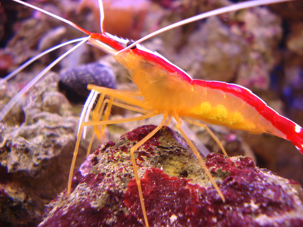 Cleaner Shrimp: Overview