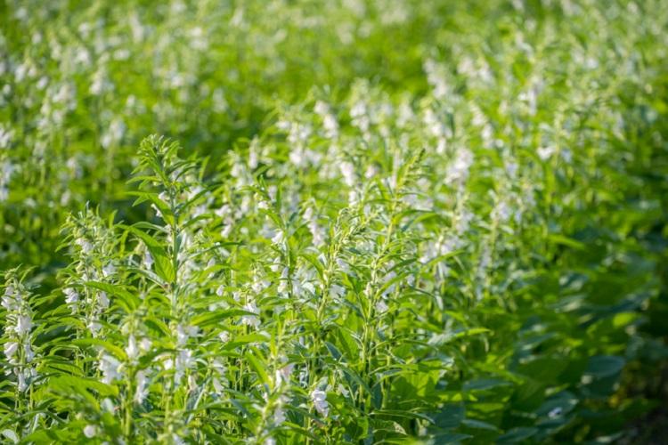 Open Sesame: 'Financially attractive' and 'farm-to-fork' seed developed for  local cultivation