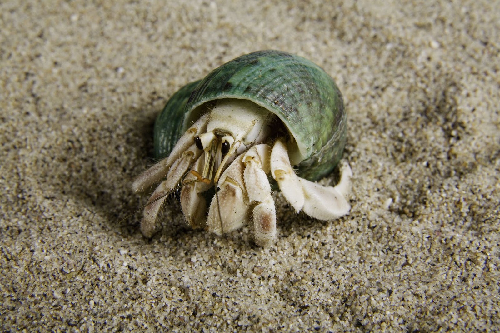 Do Hermit Crabs Make Noise