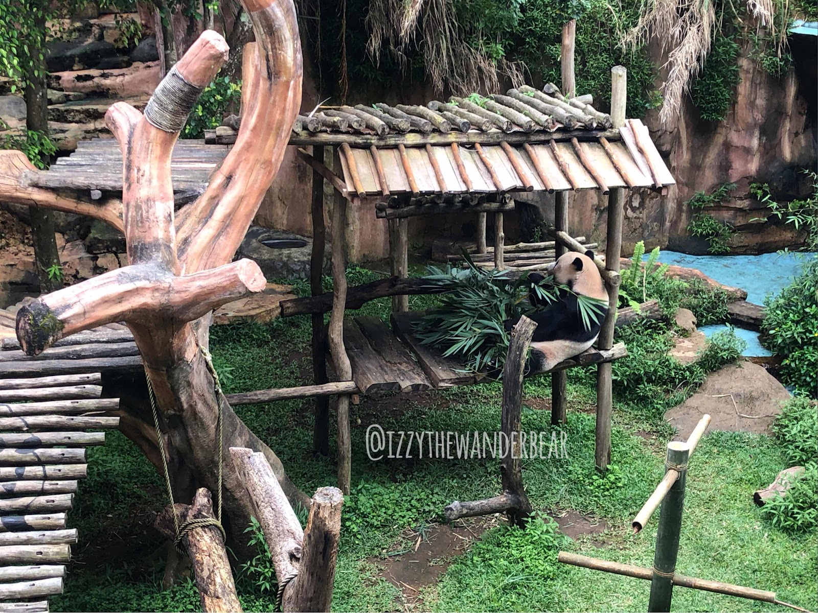 Panda di Taman Safari Indonesia 2021