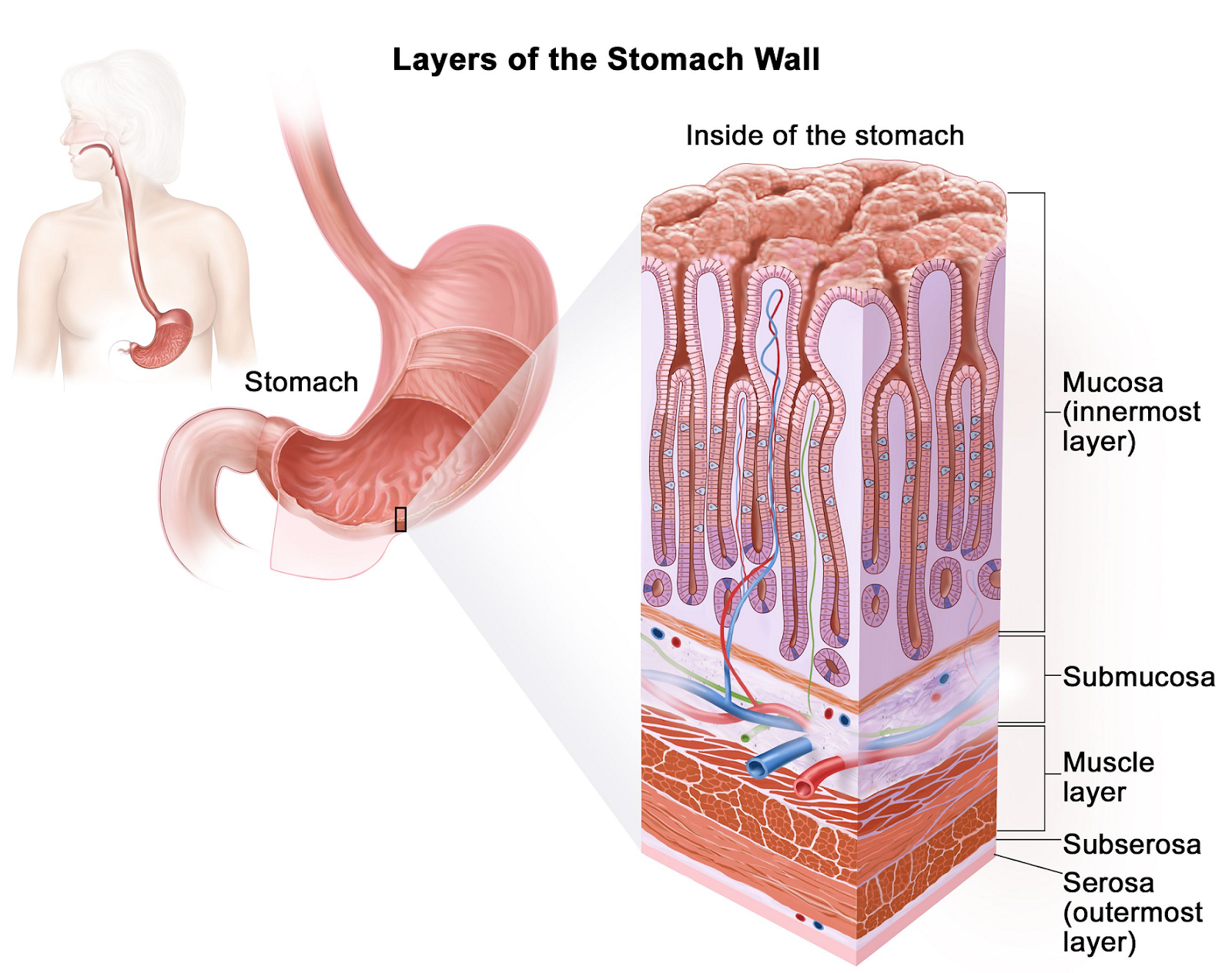 Stomach internal structure