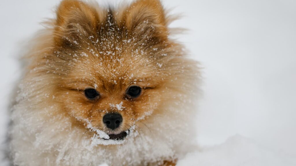 Pomeranian in winter face covered with snow