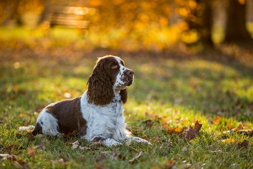 Cocker spaniel inglés multicolor