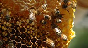 Honey Comb Identification - Brood Nest - BackYardHive