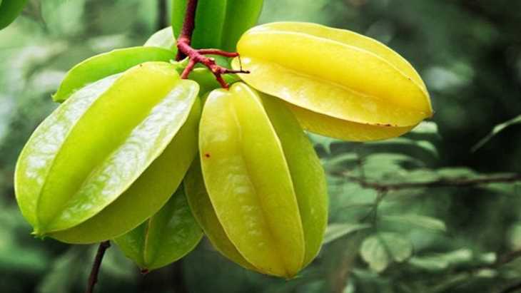 Top 15 cách chữa viêm họng bằng thuốc nam hiệu quả 28 Khế không chỉ có tác dụng sát khuẩn mà còn giúp tăng sức đề kháng cho cơ thể