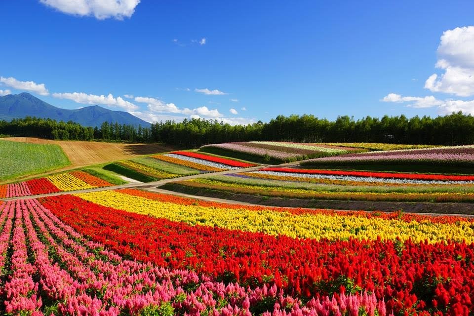 Furano, Great Places you need to see in Hokkaido, Japan
