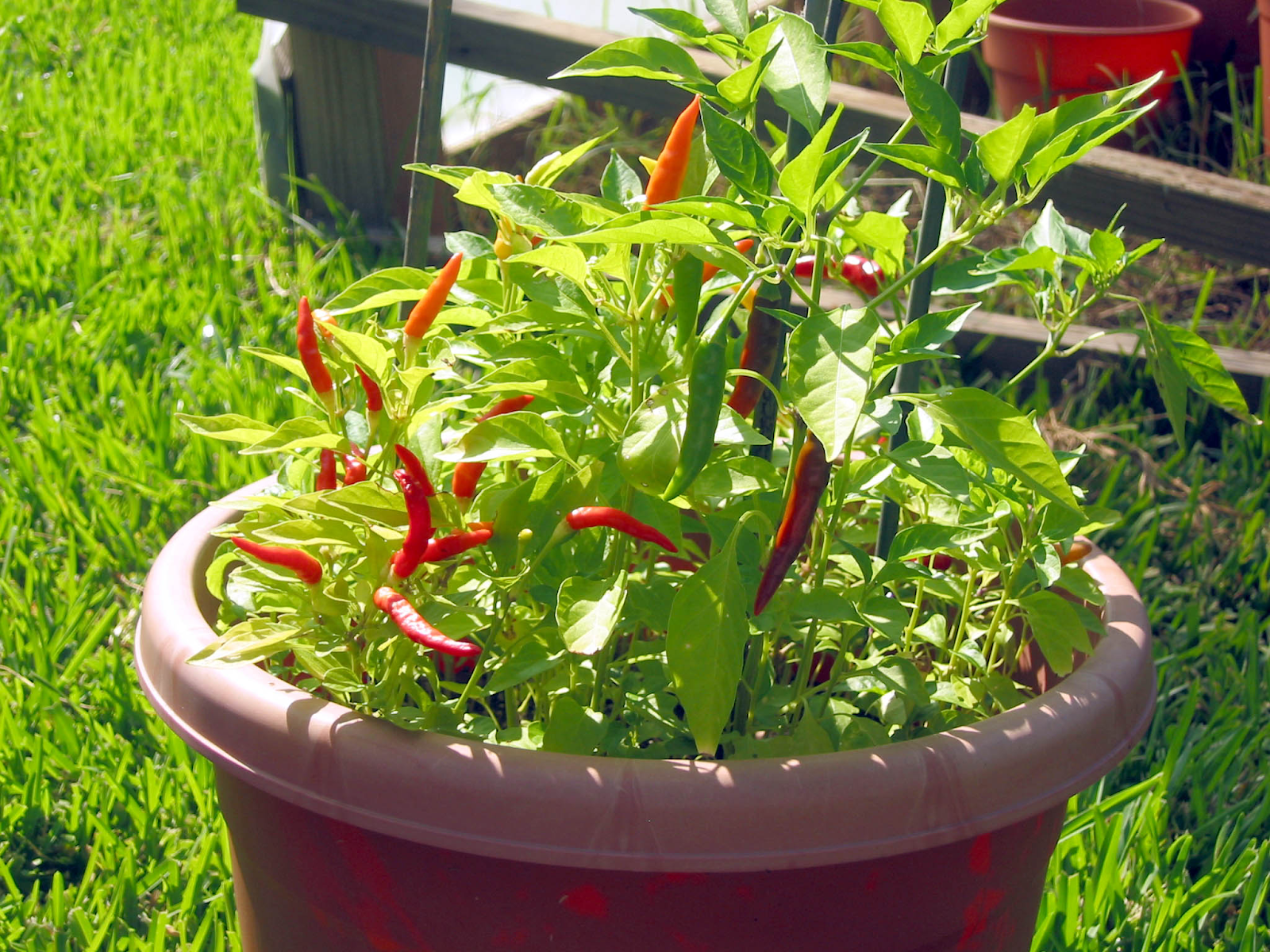 Piri Piri Pepper