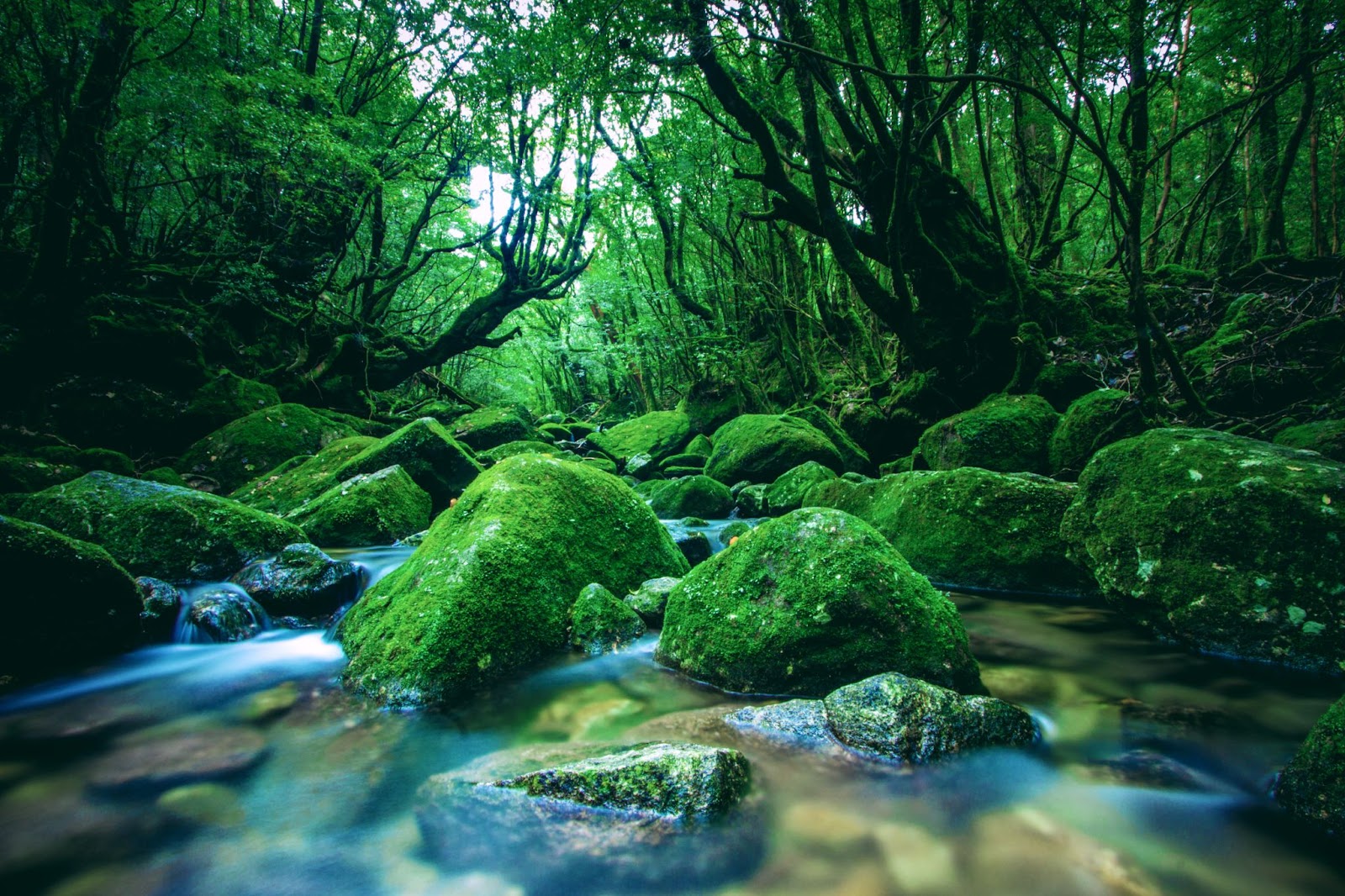Midori no hi