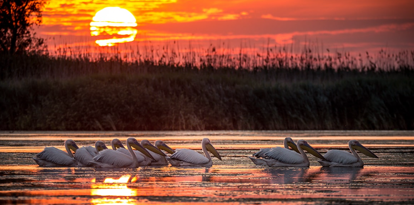 Danube Delta swans in a lake

