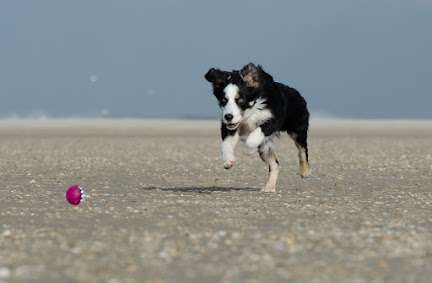 The dog ___________ at the beach. It ___________ chasing the ball.