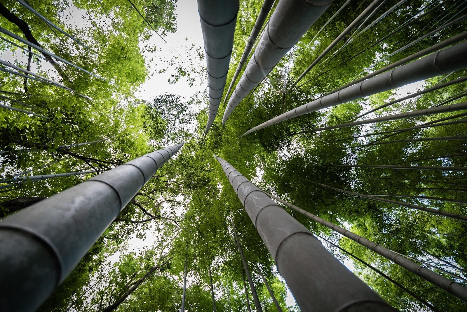 How long does bamboo live?