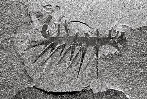 Hallucigenia-sparsa-9.jpg
