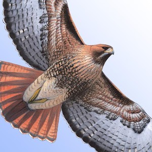 Sibley Birds of North America apk Download