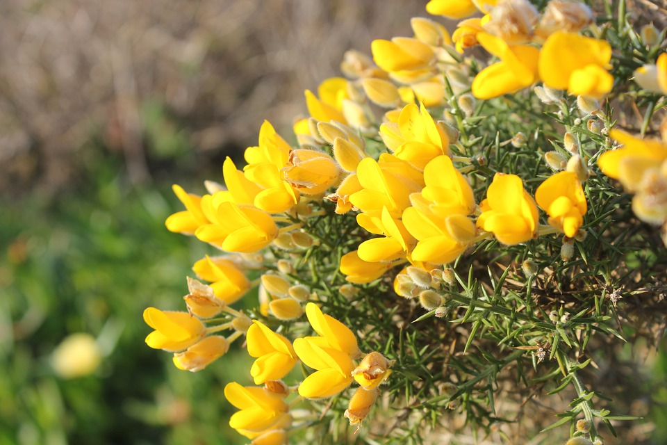 https://cdn.pixabay.com/photo/2021/01/24/22/08/gorse-5946706_960_720.jpg