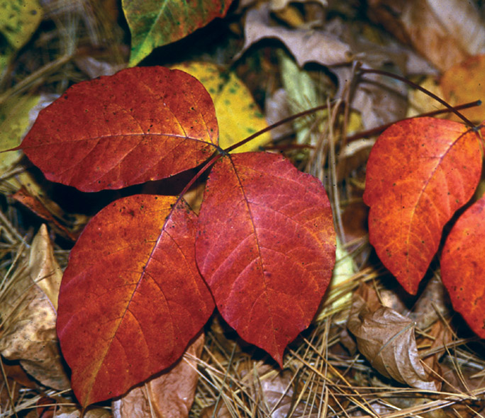 Toxicodendron radicans - fall color.