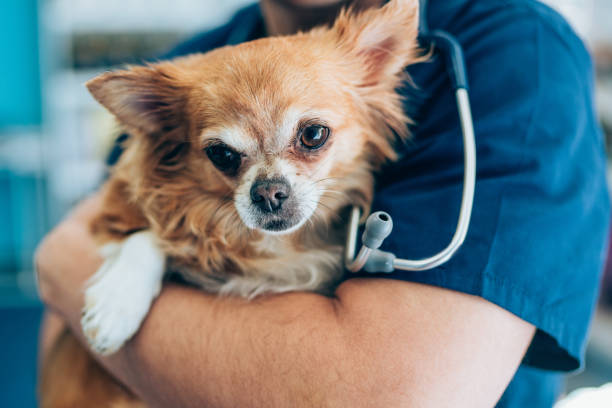 Importance of Good Health for Chihuahuas