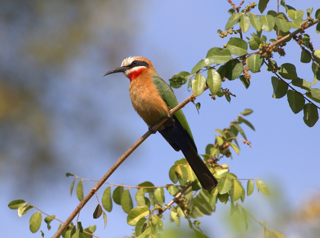 white-fronted bee-eater 2 (Copy).jpg
